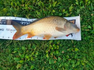 27.08.2023: Kol Władek : Karp Sazan 59 cm ok. 3,5 kg