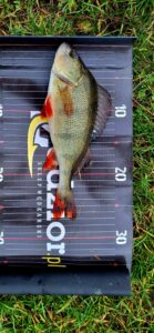 10.11.2023: Kol Paweł : Okoń 27 cm