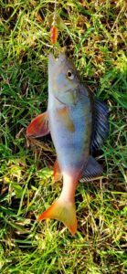 08.11.2023: Kol Paweł : Okoń 25 cm