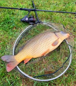 31.10.2023: Kol Adrian : Karp 60 cm 4 kg