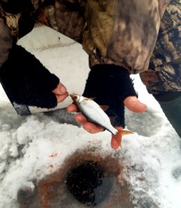 20.01.2024 Kol. Grzesiek: Płotka z pod lodu