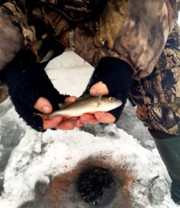 20.01.2024 Kol. Grzesiek: Okoń z pod lodu