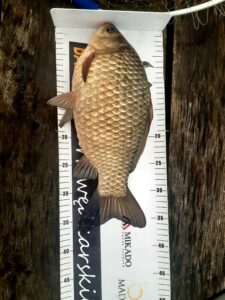 13.02.2024: Kol Szymon : Karaś 37 cm, 1,1kg