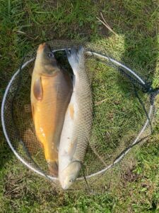 07.04.2024: Kol Adrian : Karp 50 cm i Amur 60cm