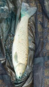 22.05.2024: Kol Krystian : Amur 55cm 2,5Kg