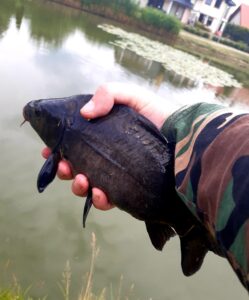 13.06.2024: Kol Szymon: czarny Karpik 32 cm