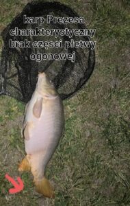 09.06.2024: Kol Krzysiek-Prezes : Karp 65 cm 6kg