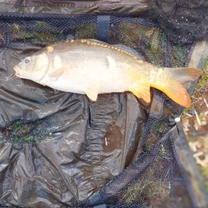 20.06.2024: Kol Krystian: Karp 3kg 55 cm