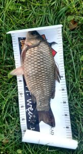 20.10.2024: Kol Andrzej : Karaś 40 cm