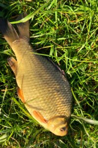 21.10.2024: Kol Adrian : Złoty Karaś 28 cm