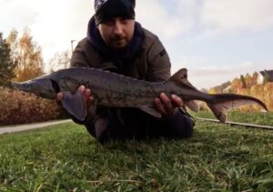 24.10.2024: Kol Adrian : Jesiotr 70 cm