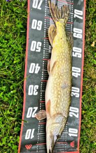 15.10.2024: Kol Adrian : Szczupak 74 cm 2,1 kg