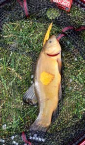 01.11.2024: Kol Szymon : Jesienny Lin 33cm