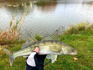 03.11.2024: Kol Adrian : Sandacz 45 cm