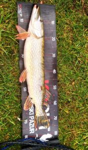 23.11.2024: Kol Paweł : Szczupak 75 cm