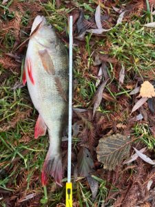 27.11.2024: Kol Kazik : Okoń 36 cm