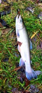 01.12.2024: Kol Paweł : Pstrąg 37 cm