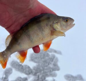 18.02.2025: Kol Kazik : Okoń 23 cm