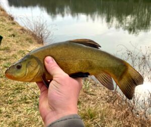 09.03.2025: Kol Adrian : Wiosenny Lin 30 cm