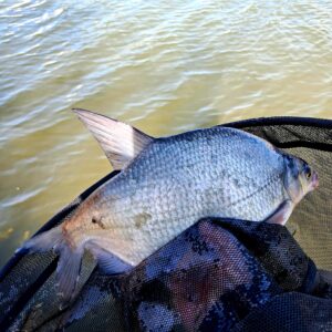 19.03.2025: Kol Janek : Leszcz 40 cm