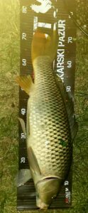 31.08.2025: Kol Paweł : Karp 74 cm ok. 8 kg