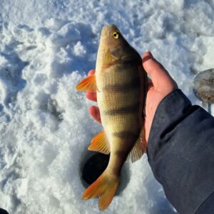 Luty2026: Kol. Janek : Okoń 30 cm