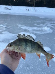 Styczeń 2026: Kol. Janek : Okoń z pod lodu