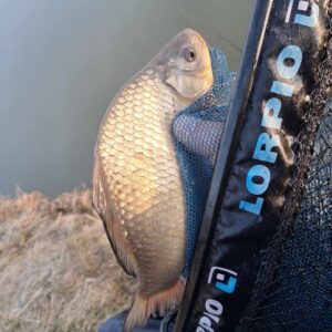 24.03.2026: Kol. Janek : Złoty Karaś 27 cm