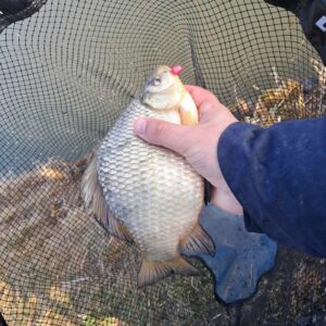 Marzec 2026: Kol. Janek : Złoty Karaś 27 cm