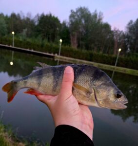 19.05.2026 Kol. Szymon: Okoń 33 cm